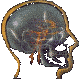 skulll.gif (3157 bytes)